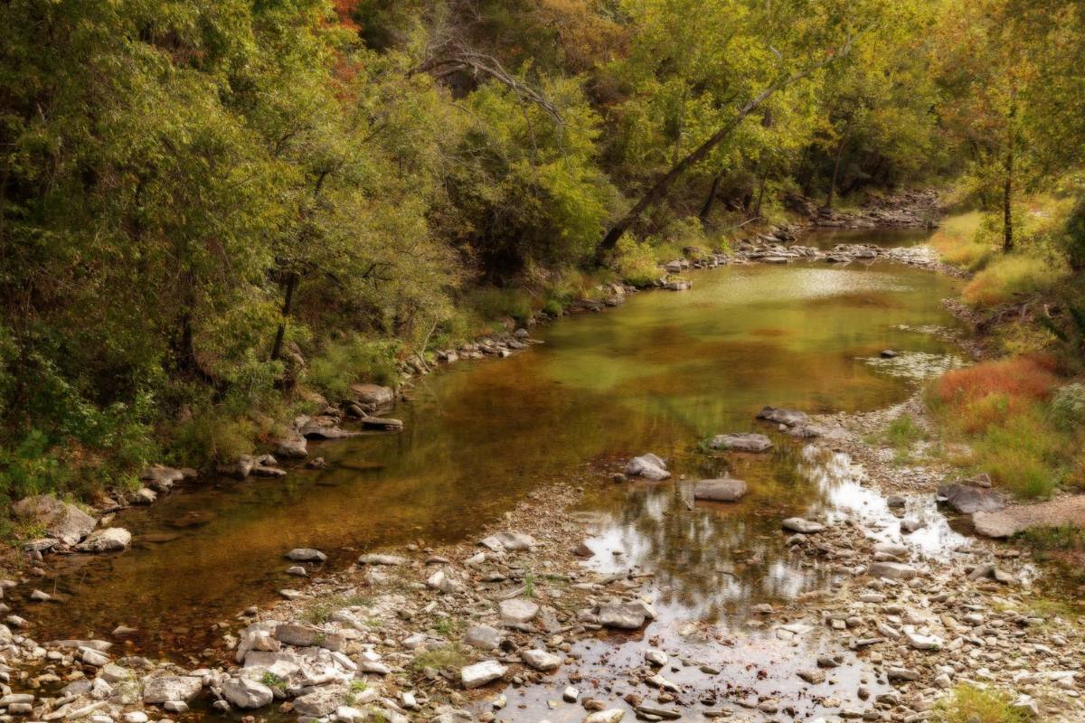 A shallow rocky creek running through dense woodland in early autumn color